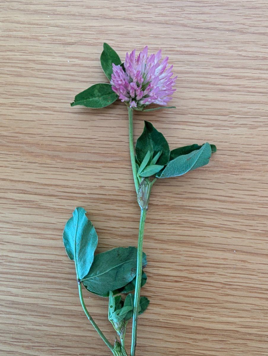 Photo de Trifolium pratense