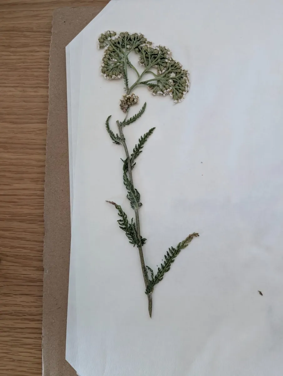 Photo de Achillea millefolium