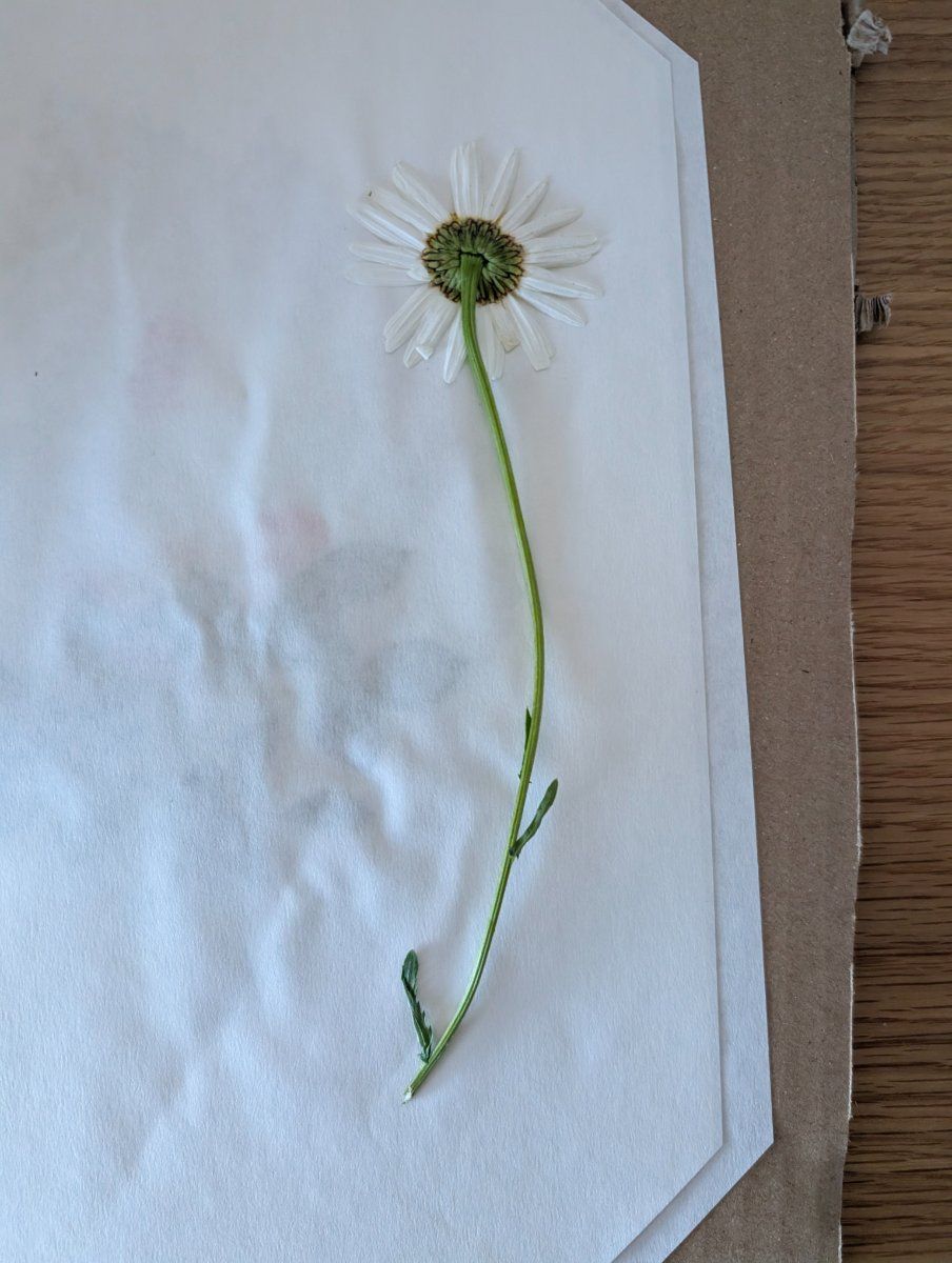 Photo de Leucanthemum vulgare