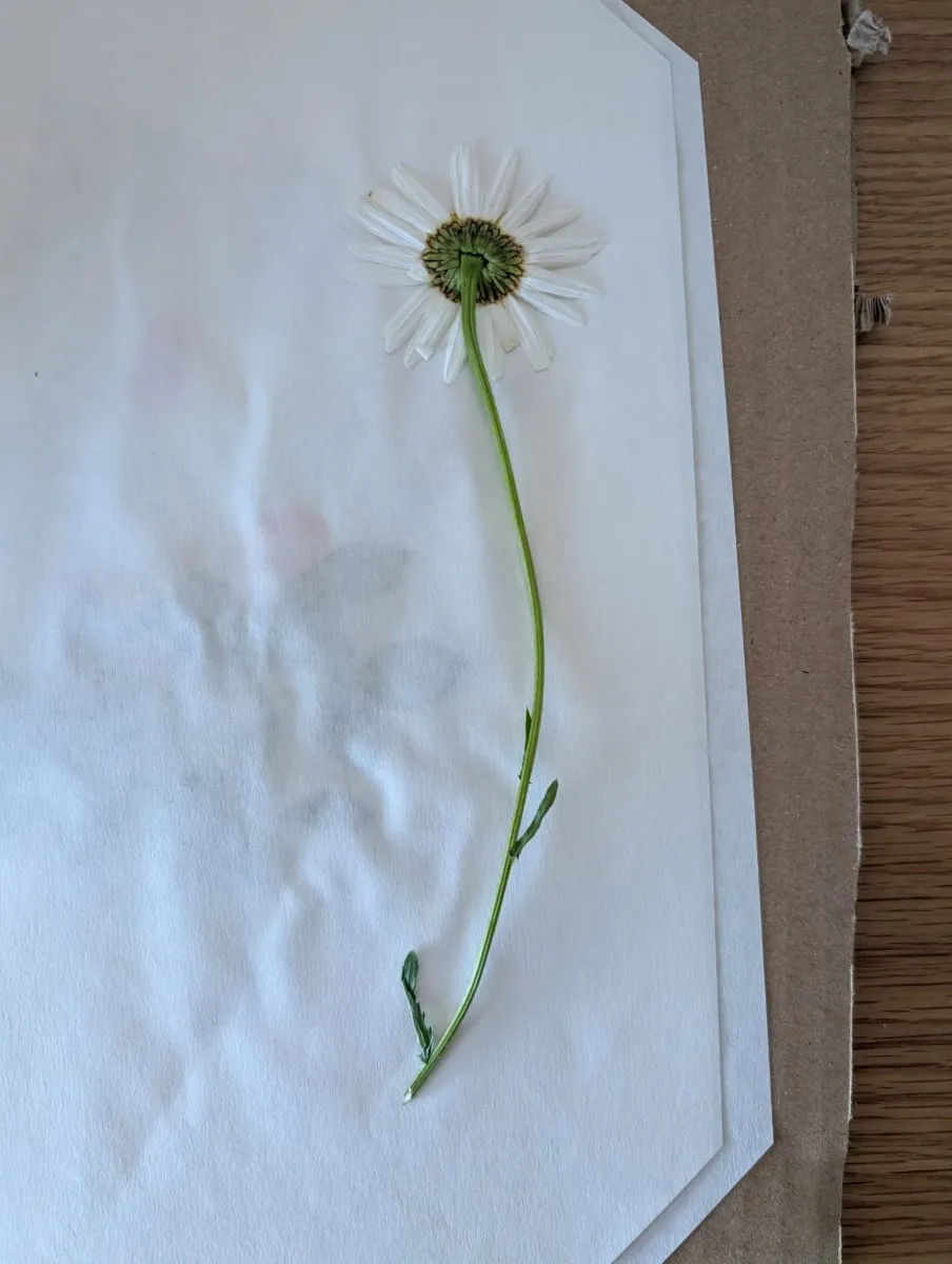 Photo de Leucanthemum vulgare