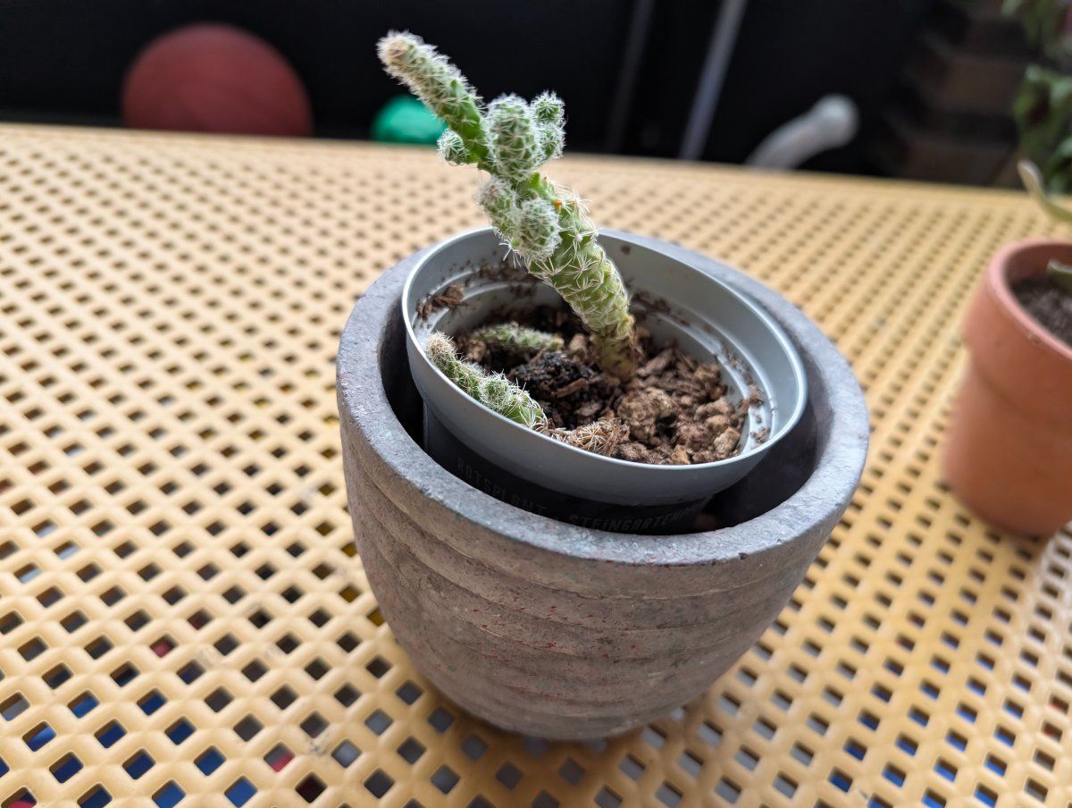 Photo de Cactus doigt de dame