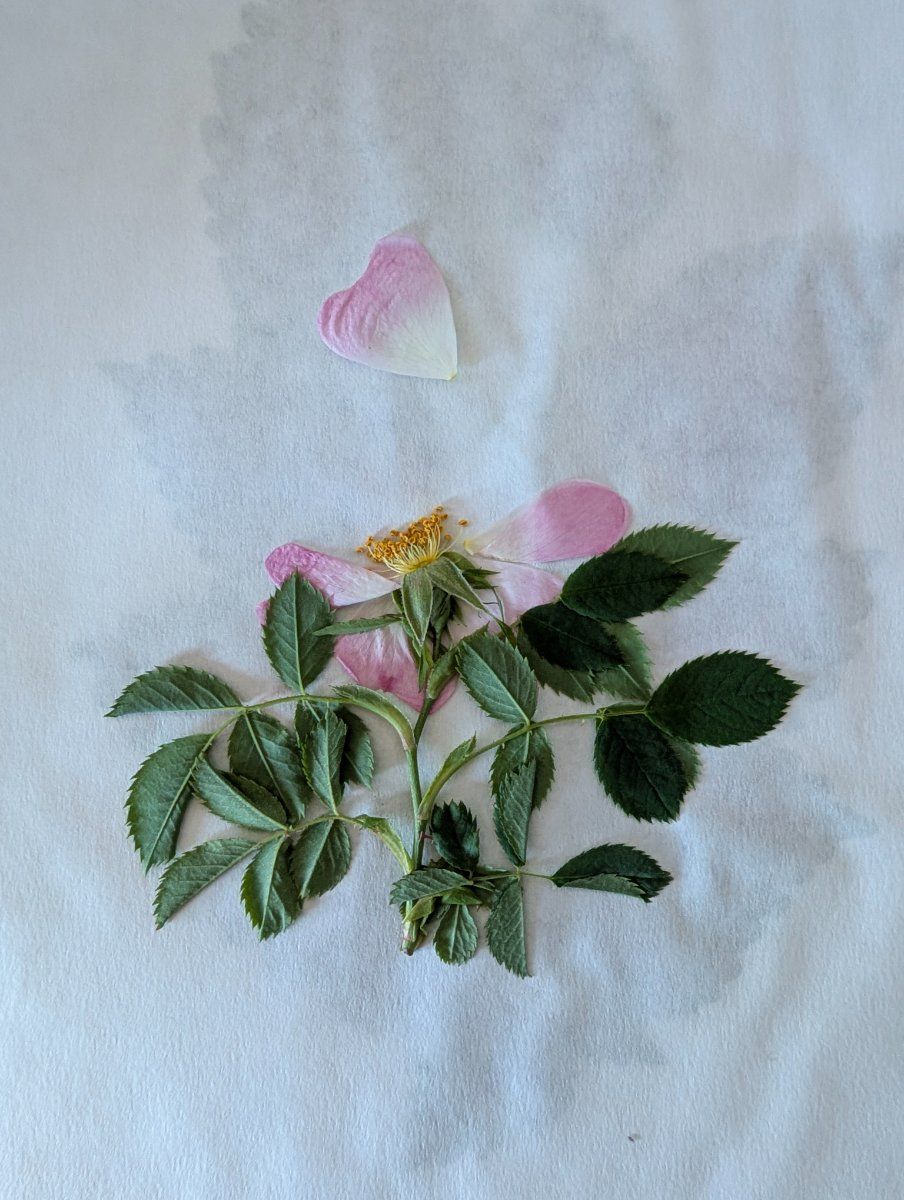 Photo de Rosa canina