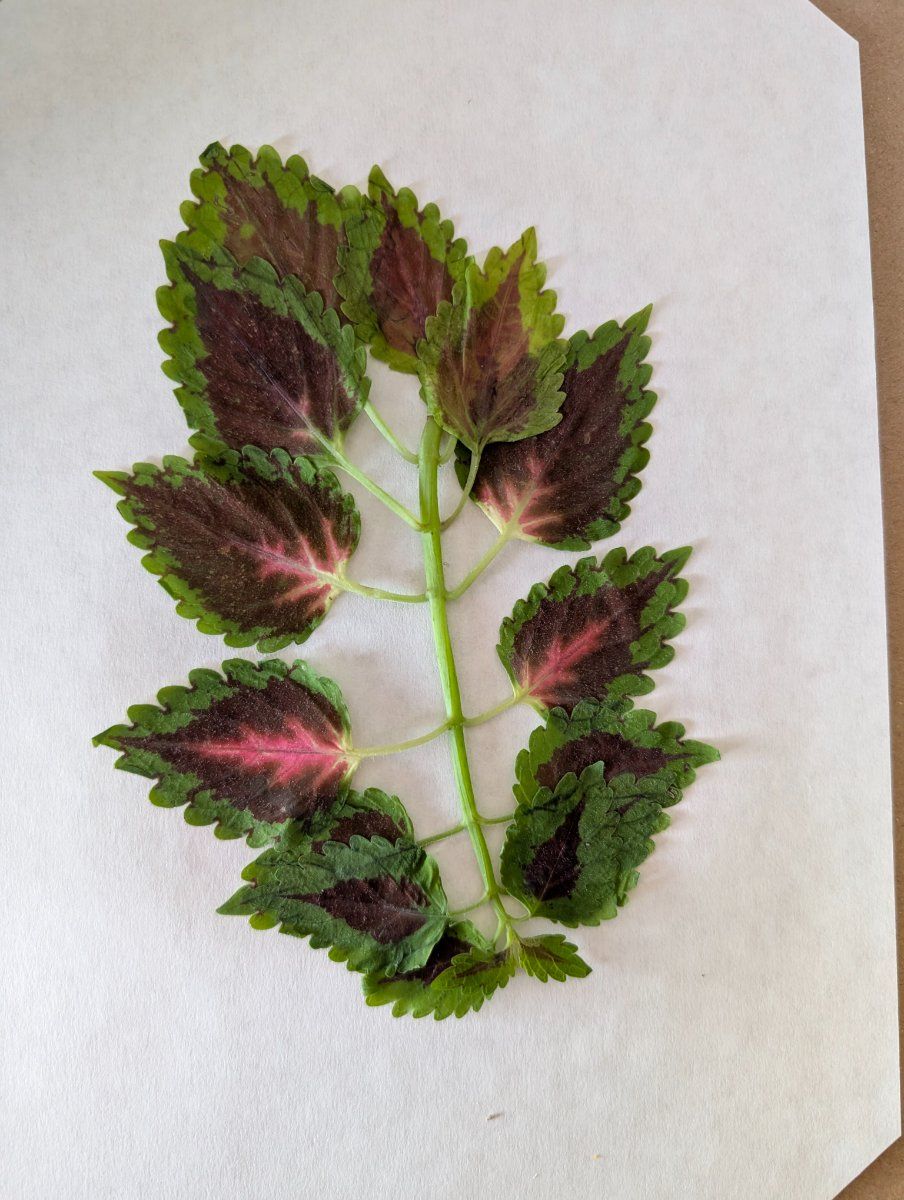 Photo de Coleus scutellarioides
