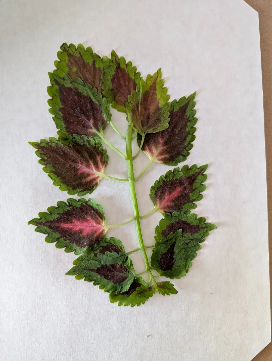 Photo de Coleus scutellarioides