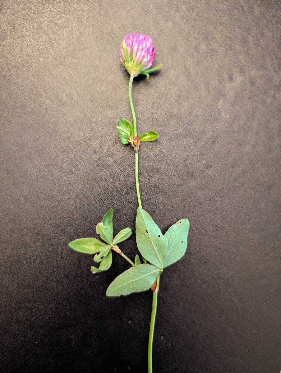 Photo de Trifolium pratense