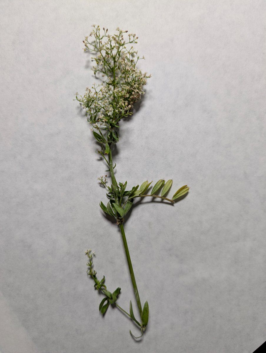 Photo de Galium mollugo