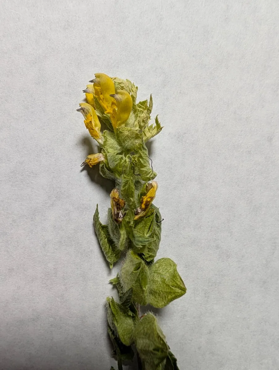Photo de Rhinanthus minor
