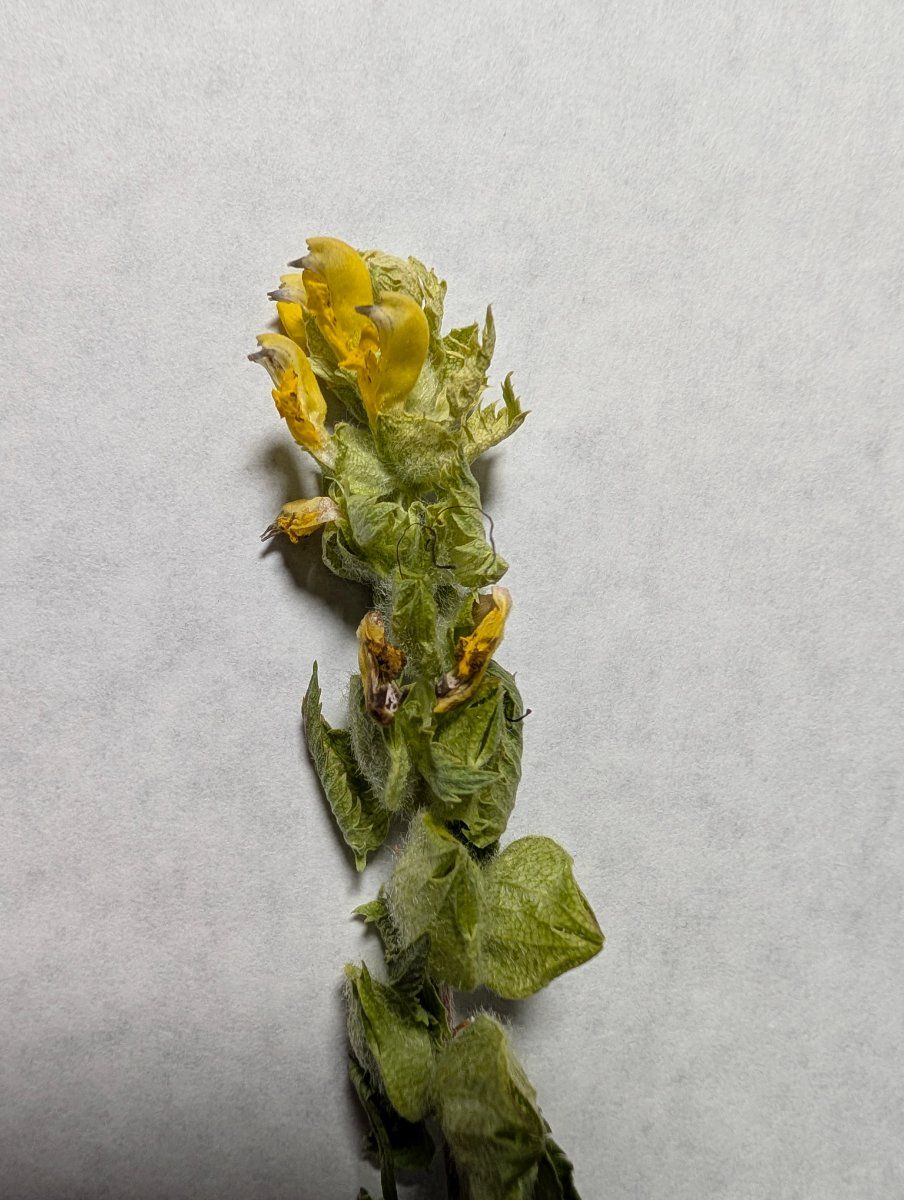 Photo de Rhinanthus minor