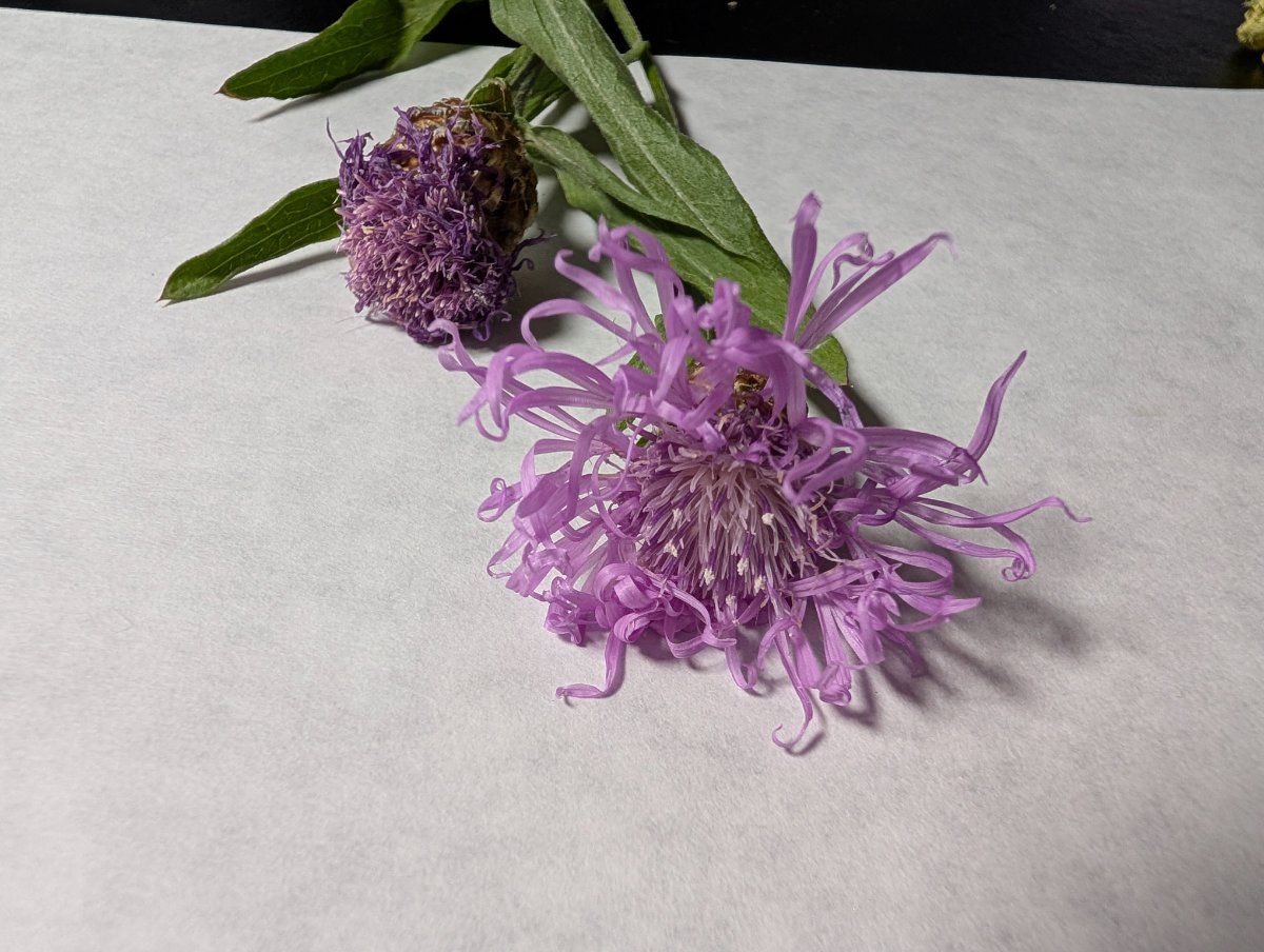 Photo de Centaurea jacea