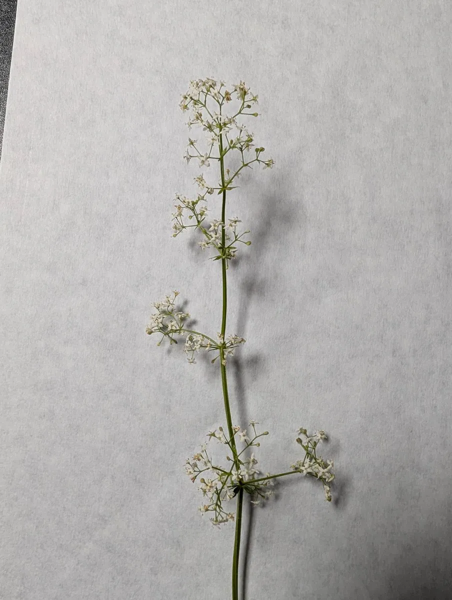 Photo de Galium mollugo