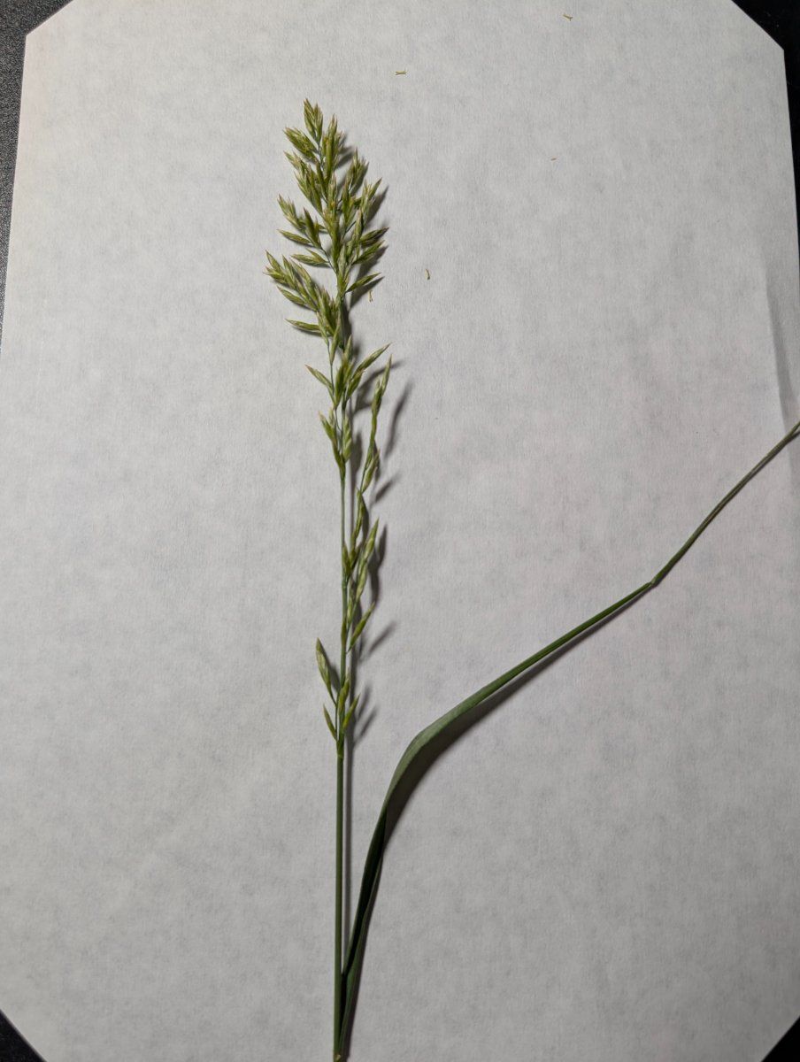 Photo de Poa pratensis