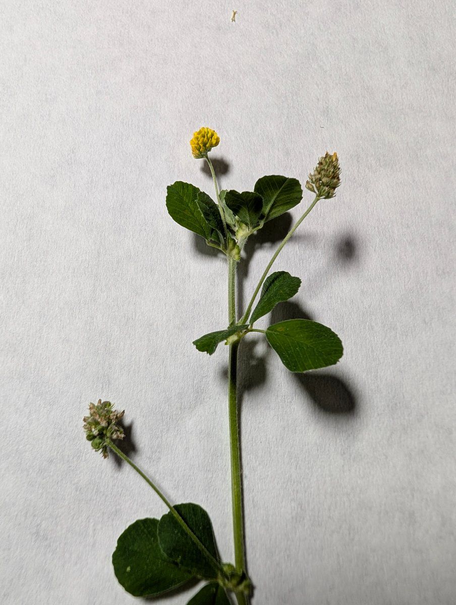 Photo de Medicago lupulina