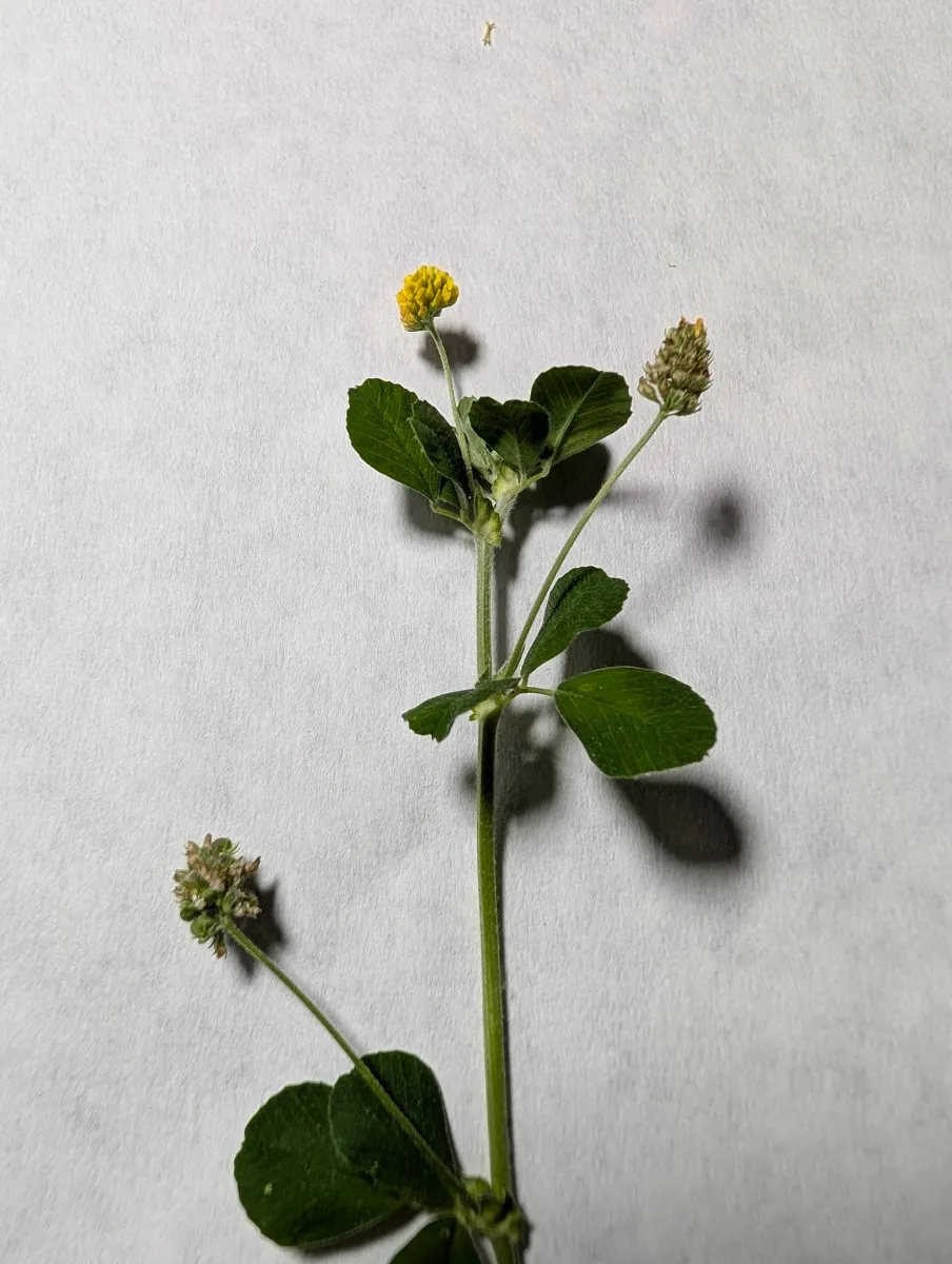 Photo de Medicago lupulina