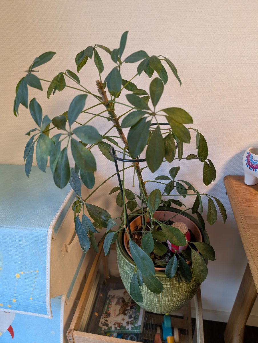 Illustration Schefflera
