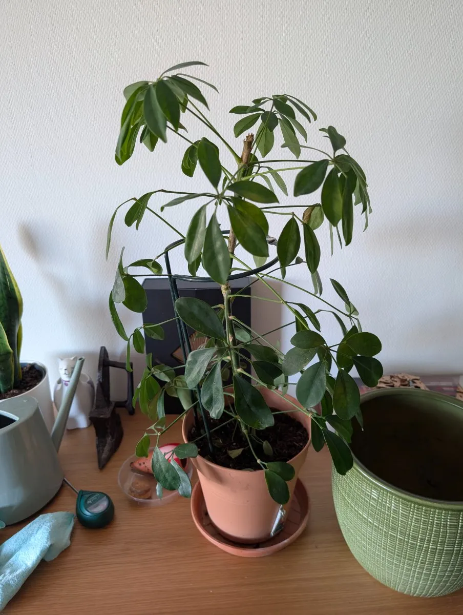 Photo de Schefflera