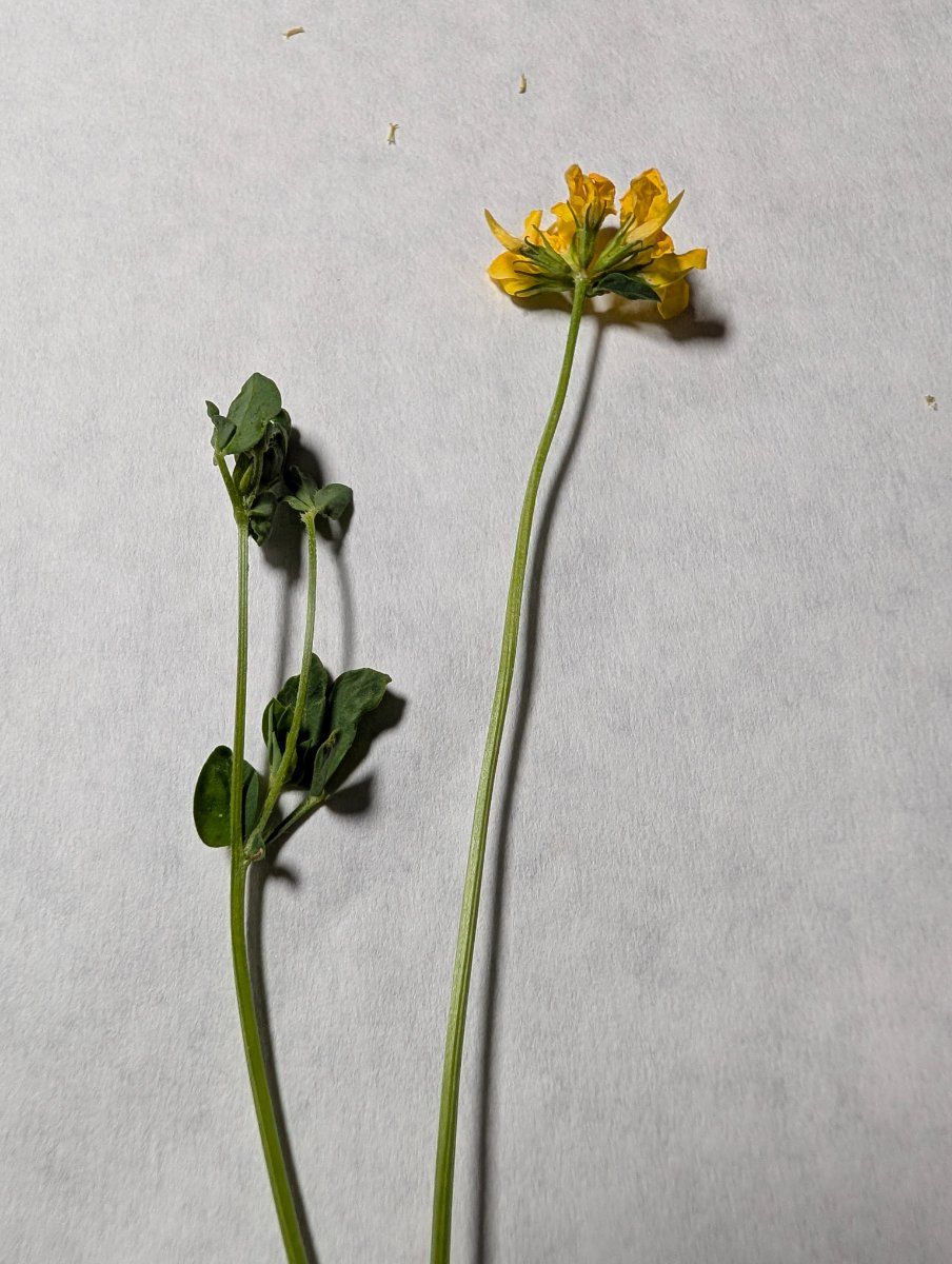 Photo de Lotus corniculatus
