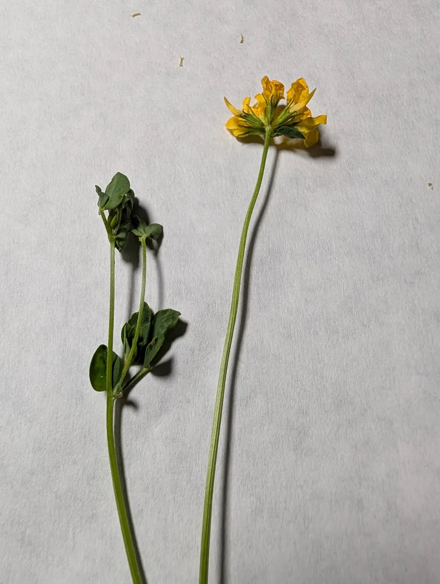 Photo de Lotus corniculatus