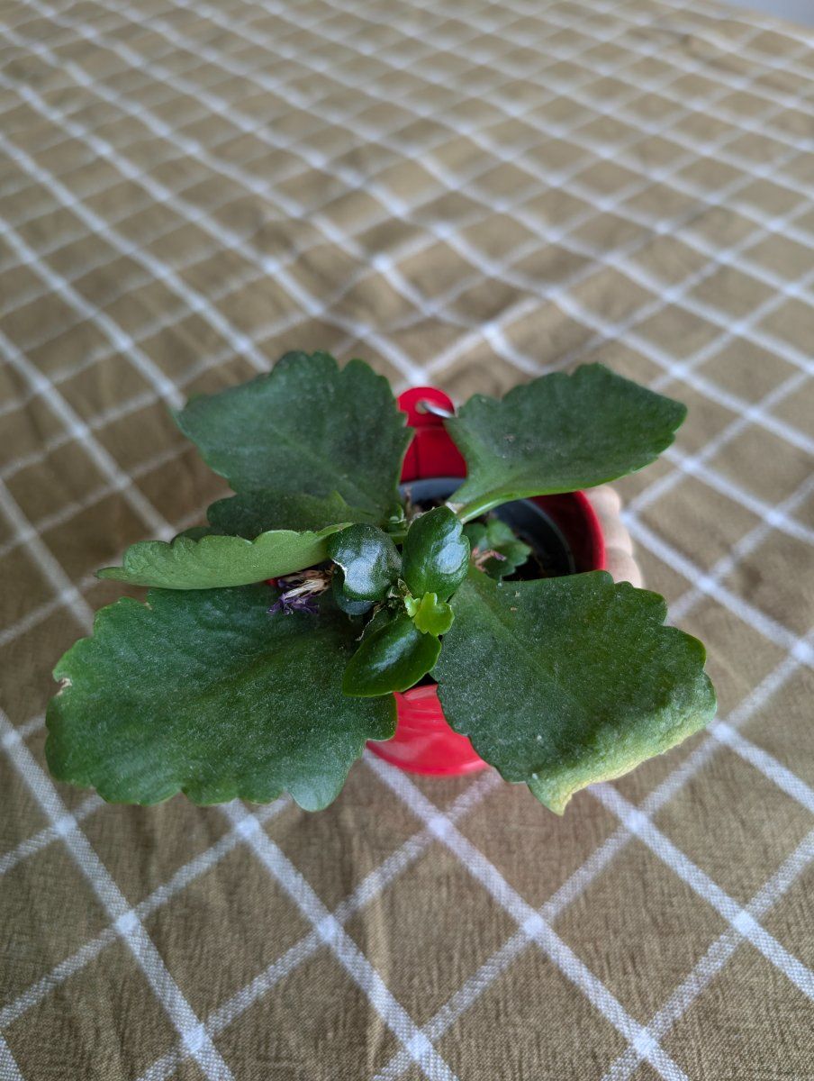 Photo de Kalanchoé de Blossfeld