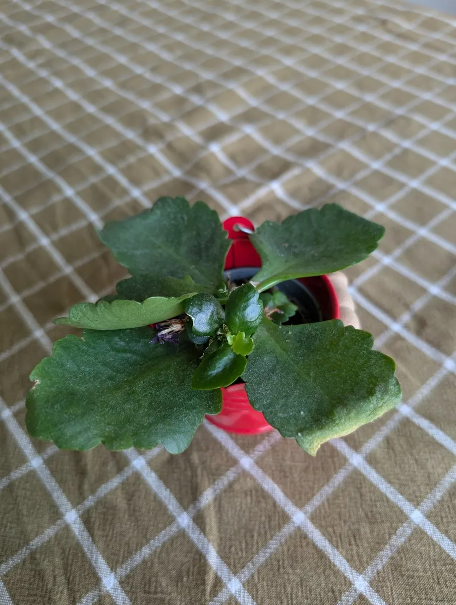 Photo de Kalanchoé de Blossfeld