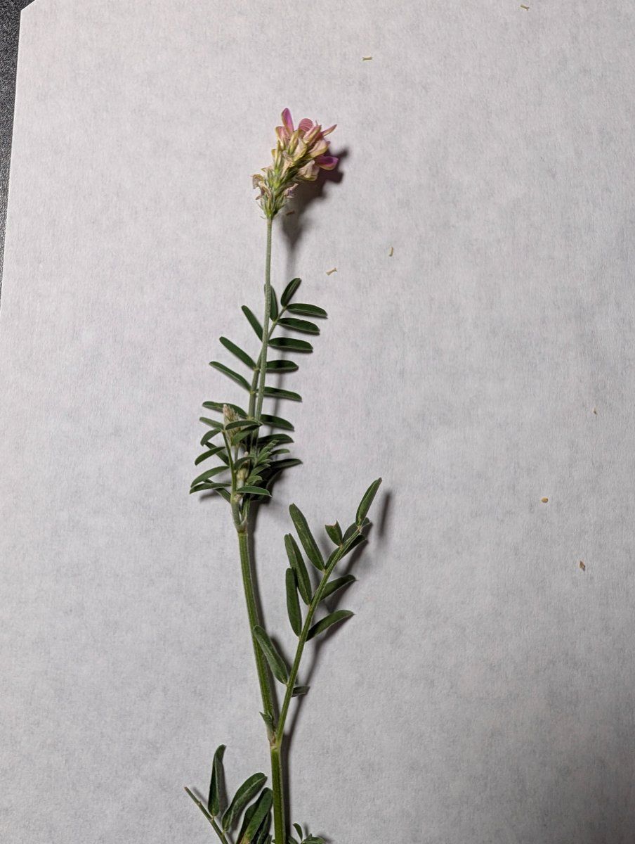 Photo de Onobrychis viciifolia