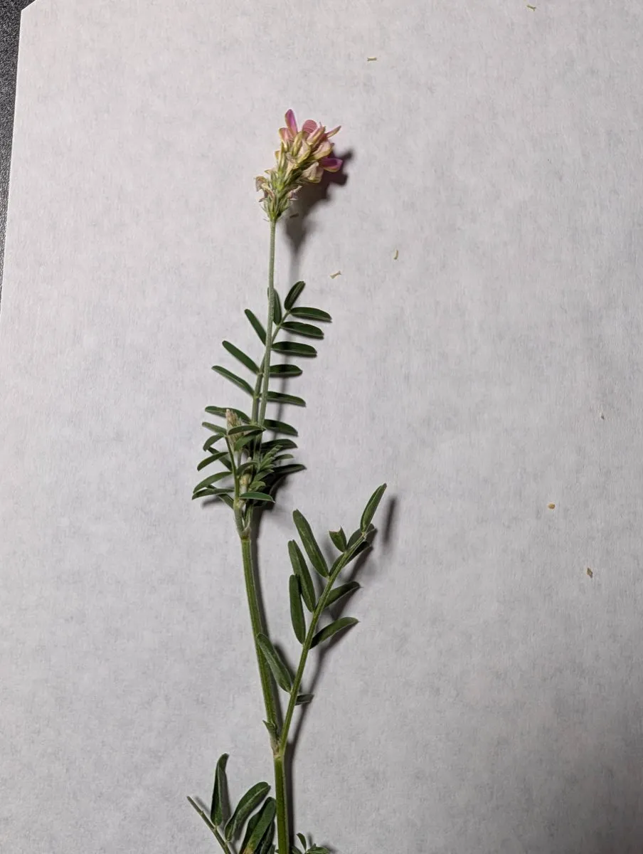 Photo de Onobrychis viciifolia