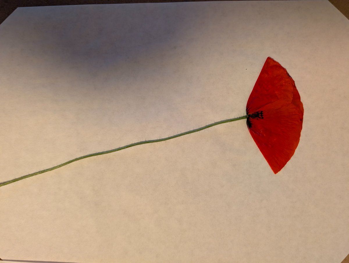 Photo de Papaver rhoeas