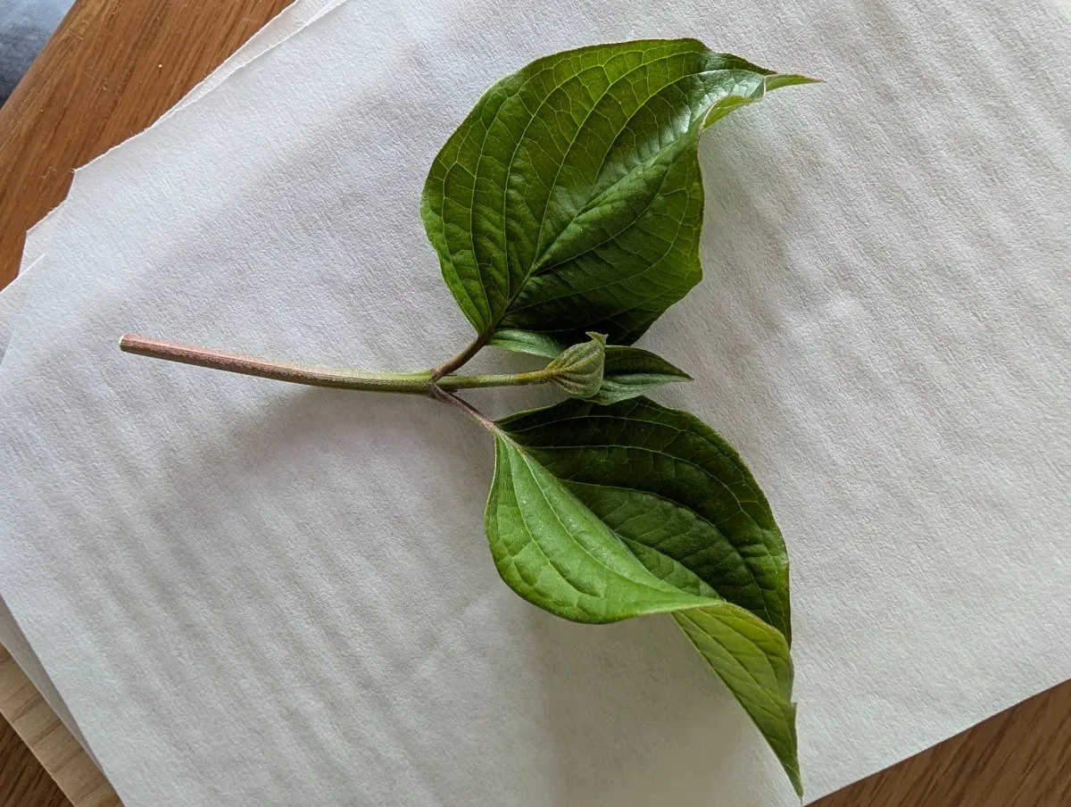 Photo de Cornus kousa