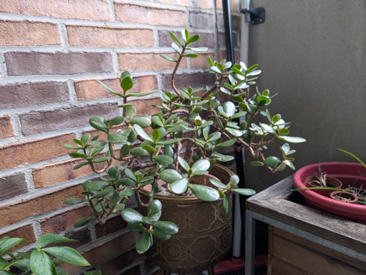 Photo de Arbre de jade
