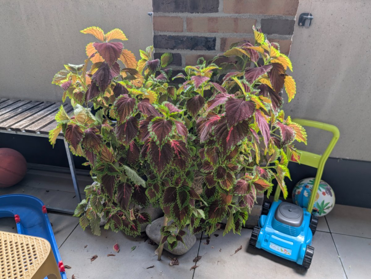 Coleus