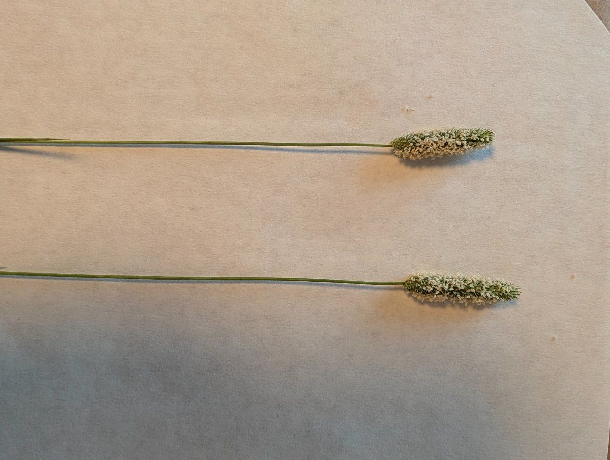 Photo de Phleum pratense