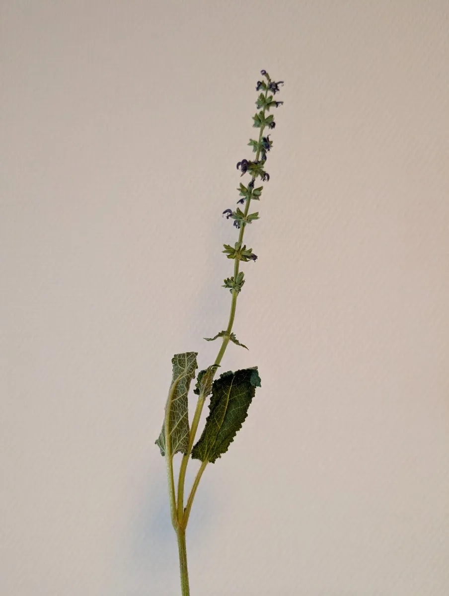 Photo de Salvia pratensis
