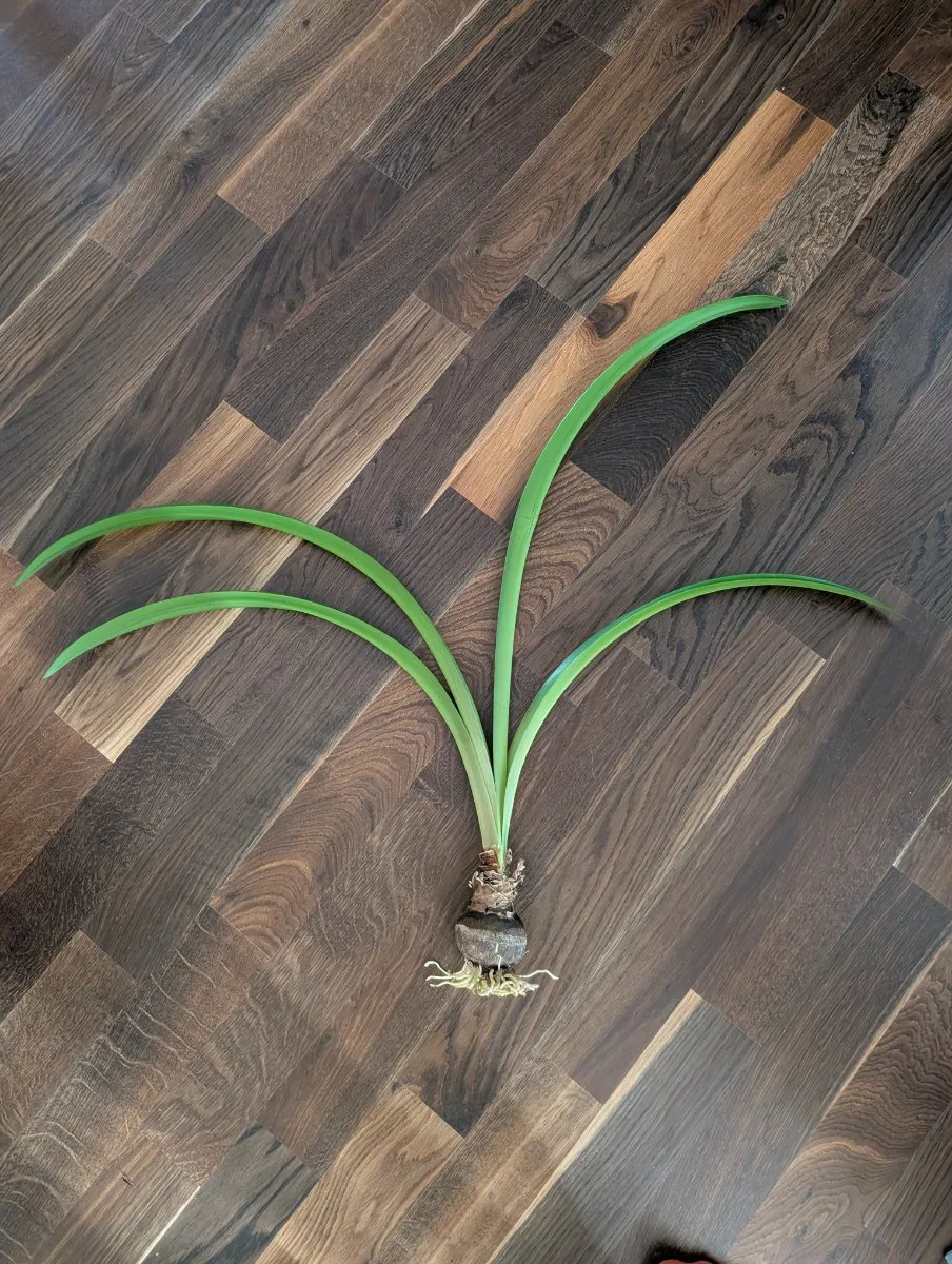 Photo de Amaryllis