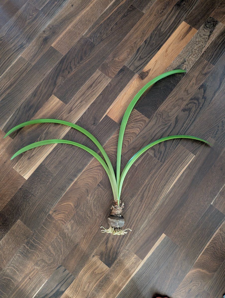 Photo de Amaryllis