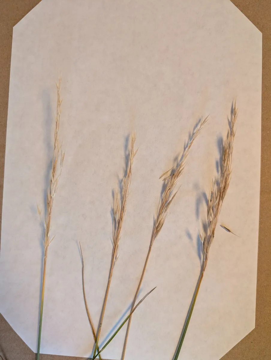 Photo de Anthoxanthum odoratum