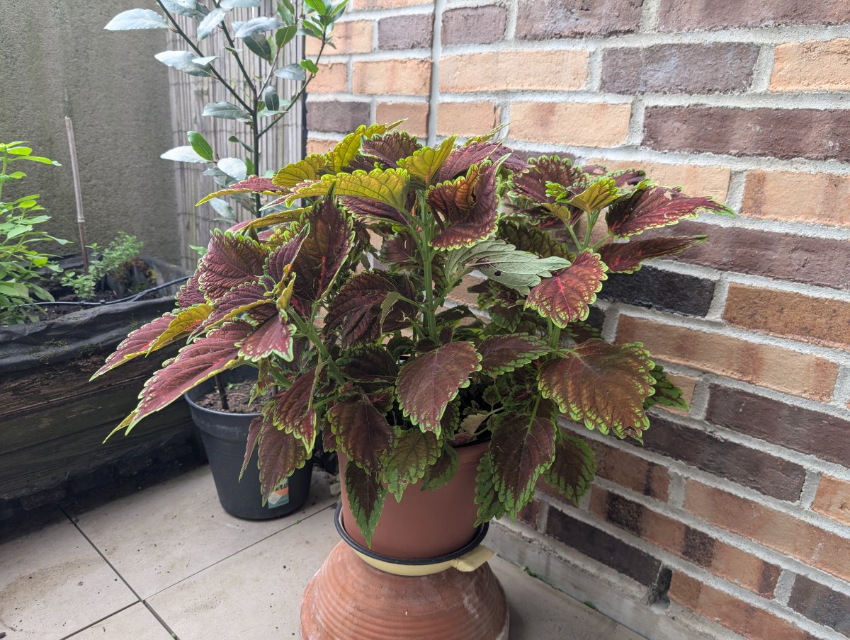 Coleus