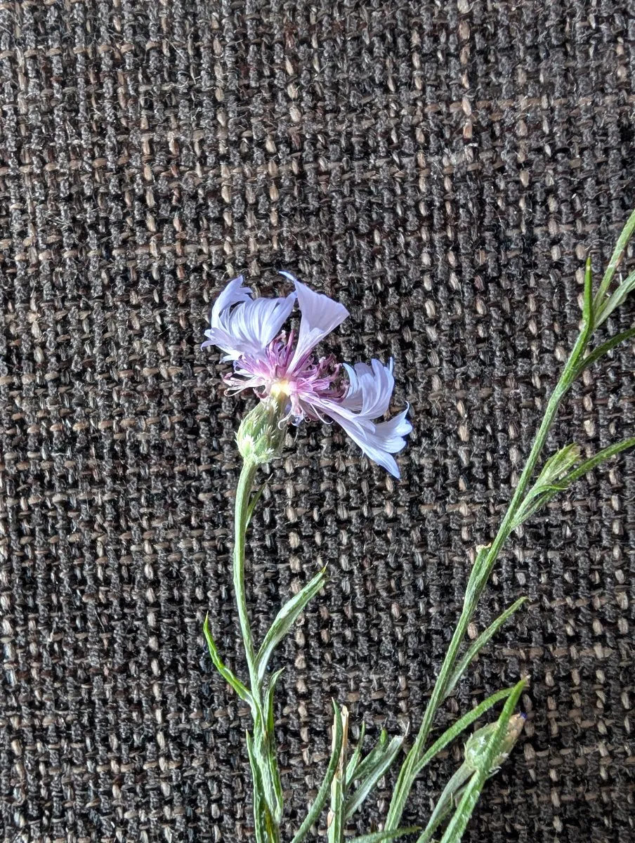 Photo de Centaurea cyanus