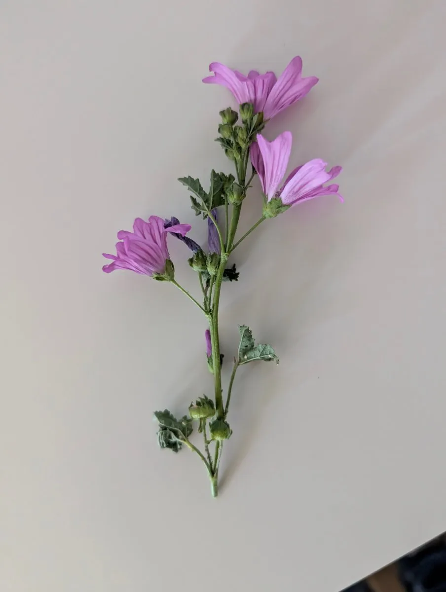 Photo de Malva sylvestris