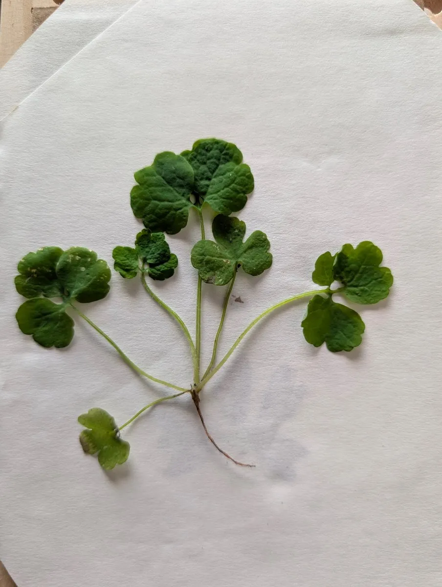 Photo de Cymbalaria muralis
