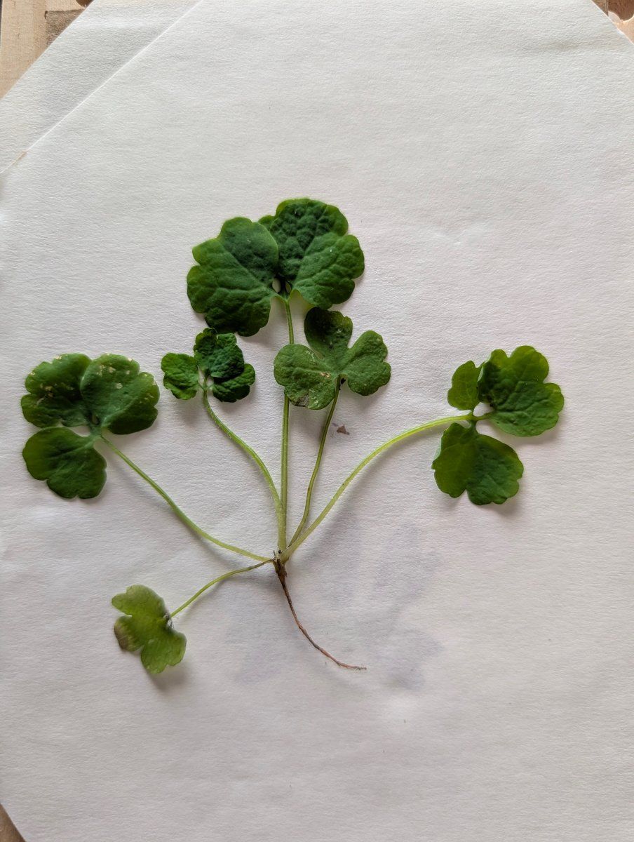 Photo de Cymbalaria muralis