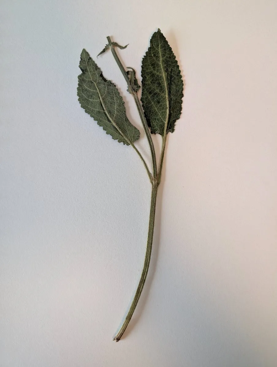 Photo de Sigesbeckia orientalis