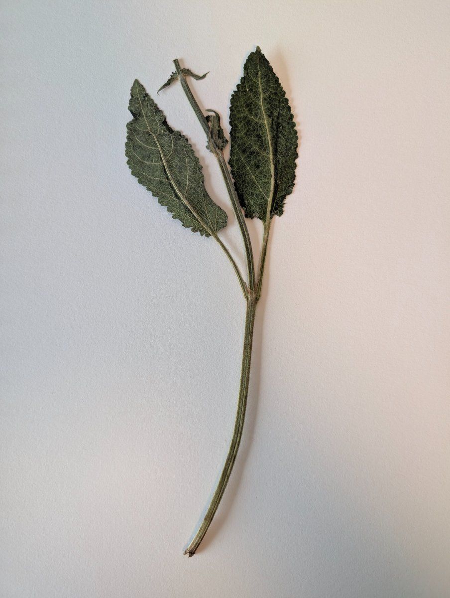Photo de Sigesbeckia orientalis