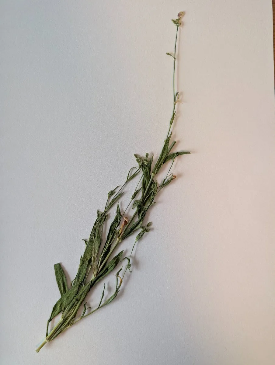 Photo de Centaurea cyanus