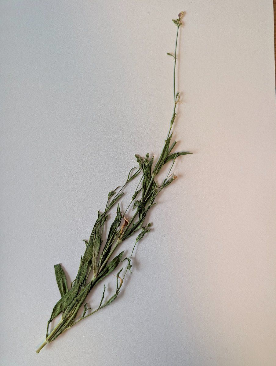Photo de Centaurea cyanus