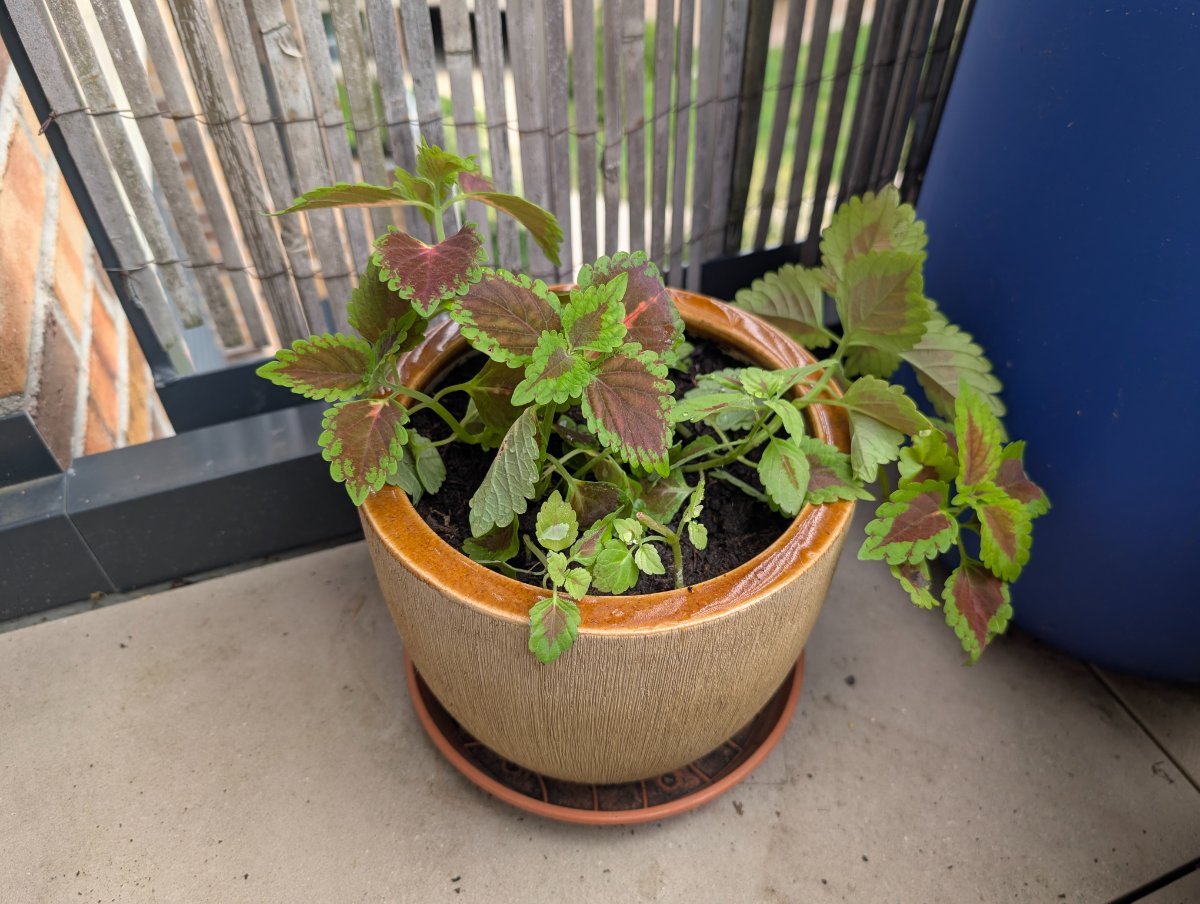 Coleus