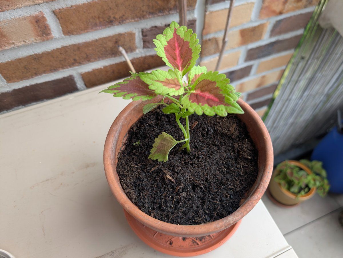 Photo de Coleus