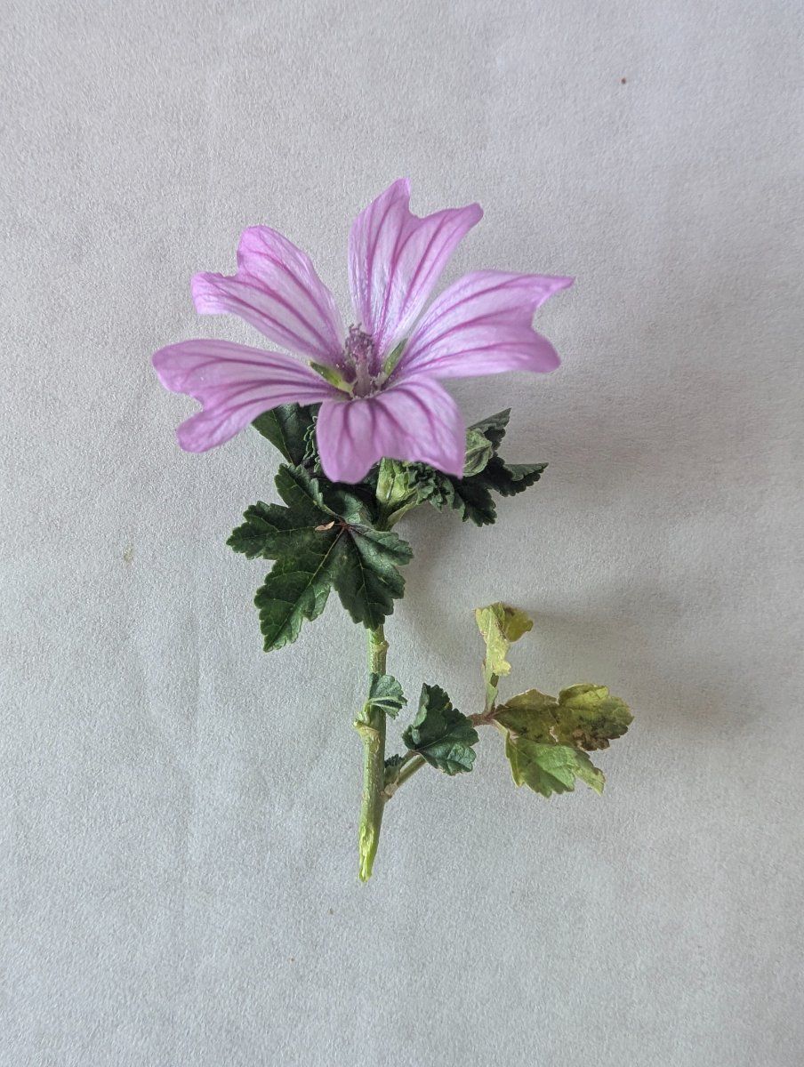 Photo de Malva sylvestris