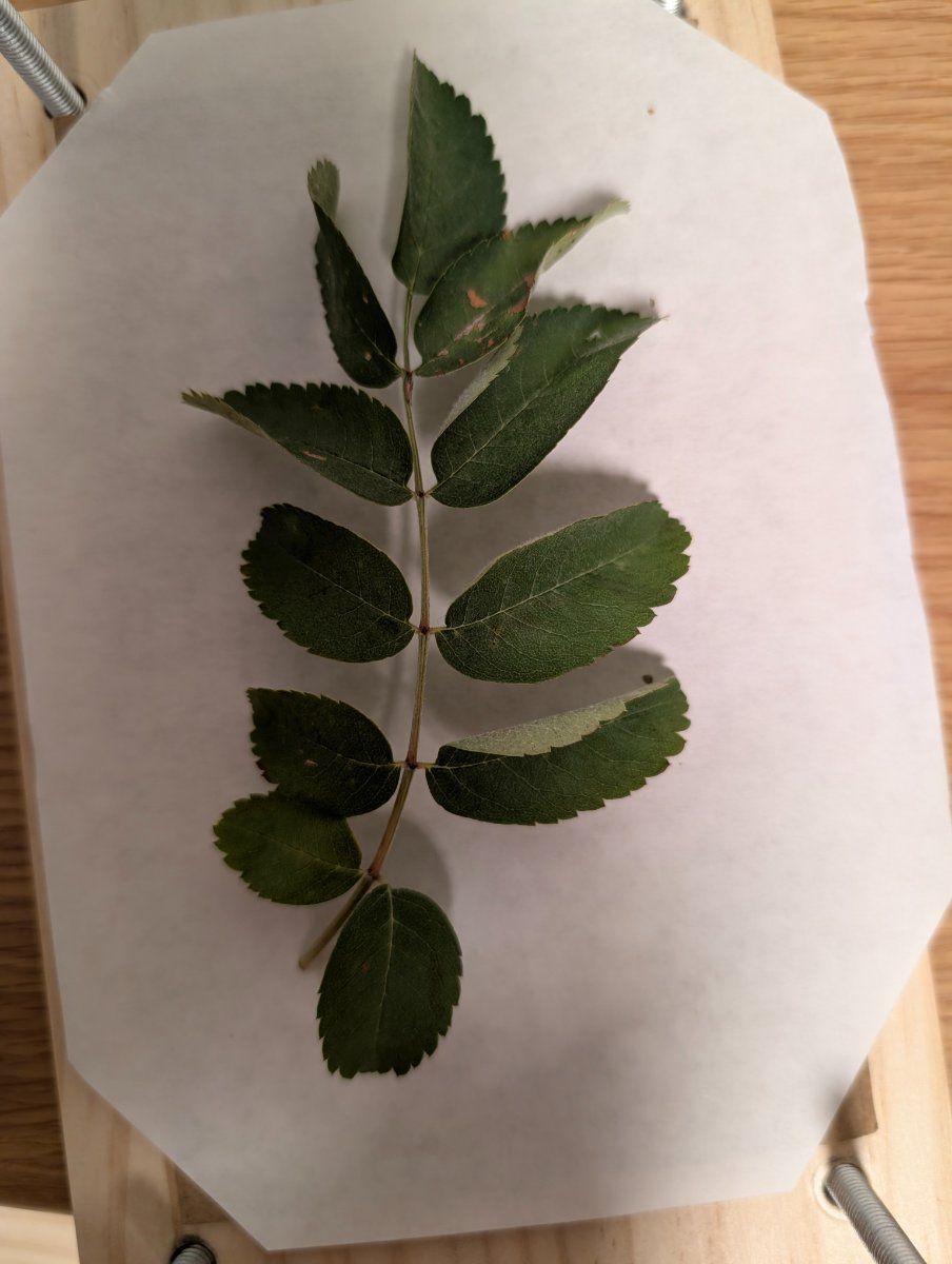 Photo de Sorbus aucuparia