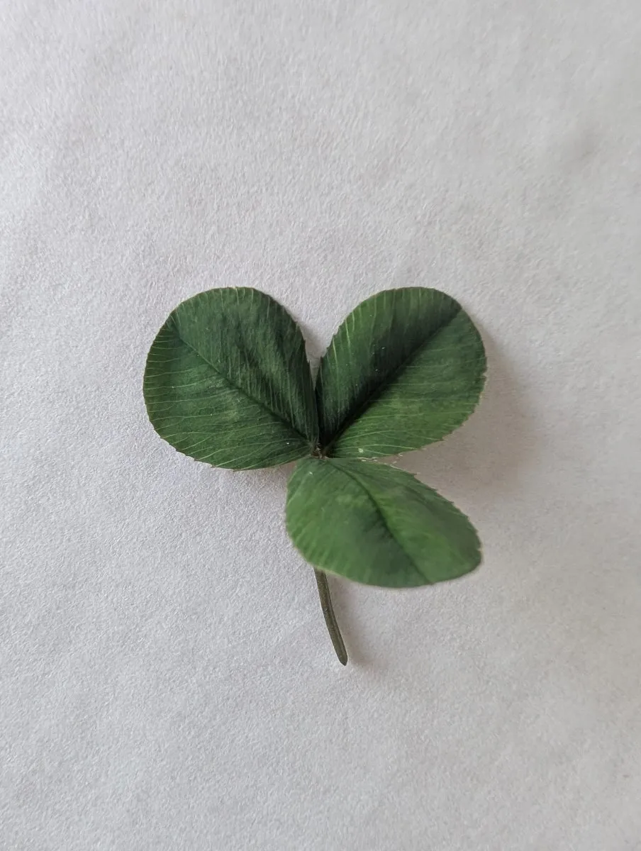 Photo de Trifolium repens