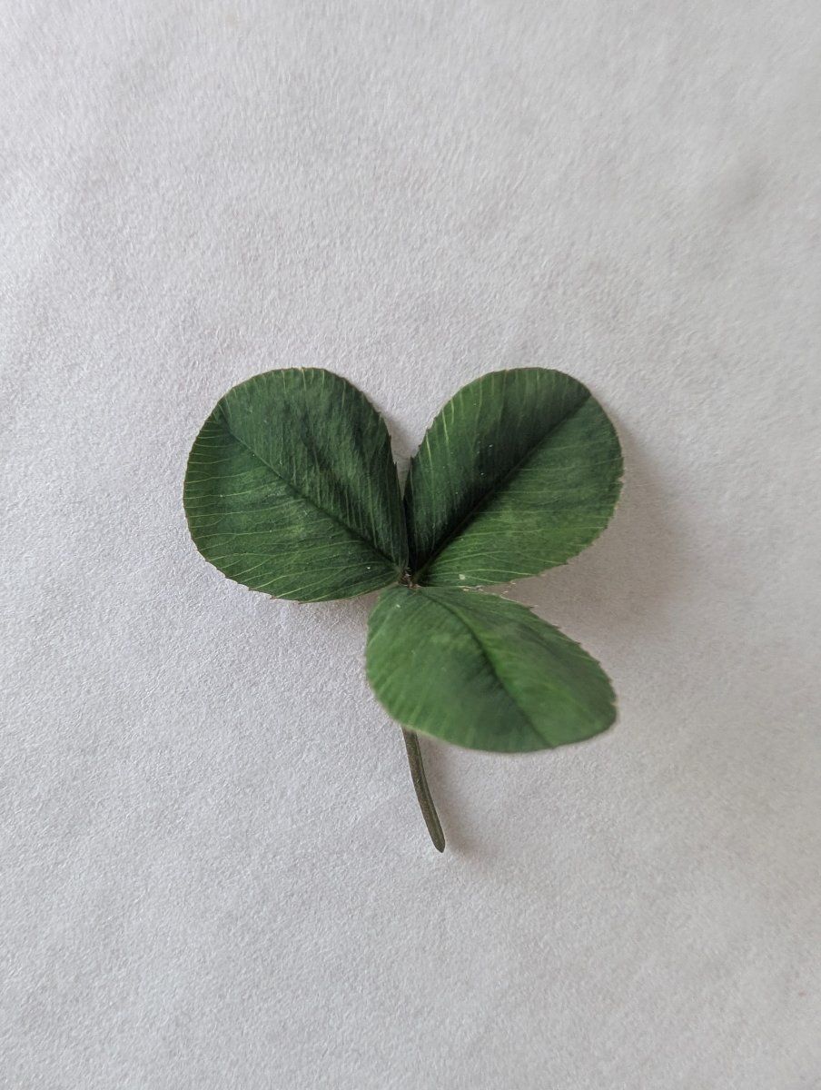 Photo de Trifolium repens