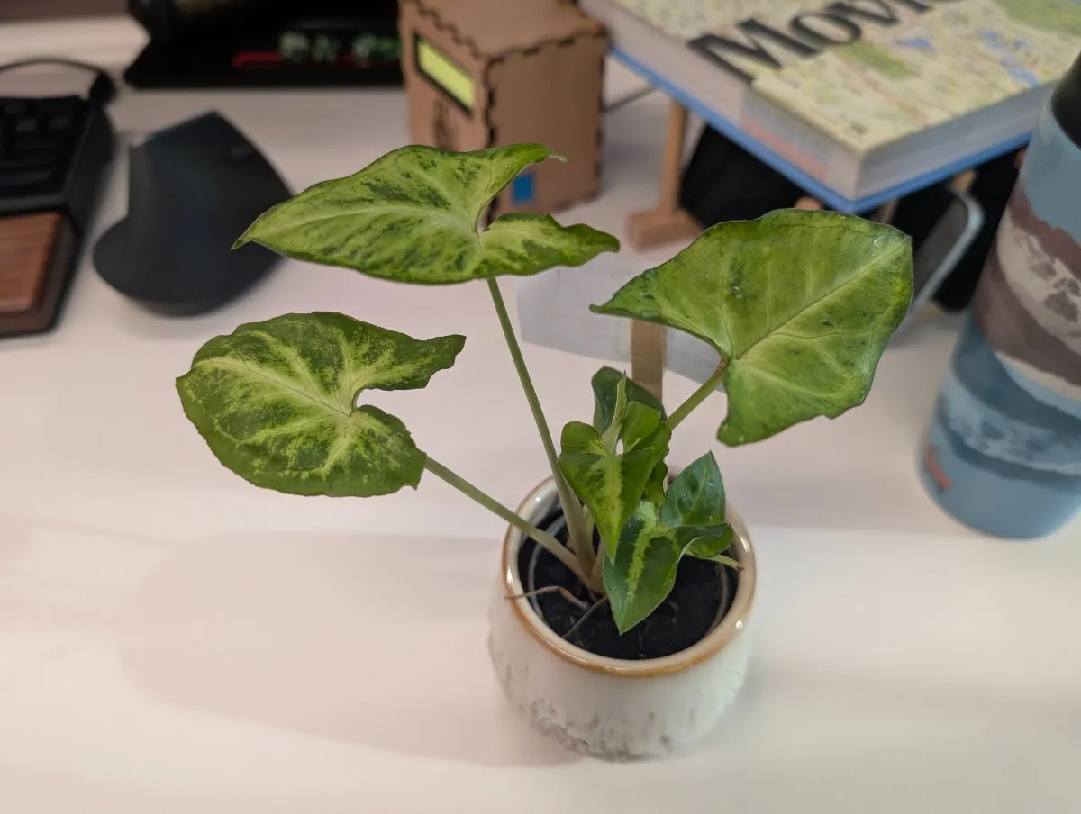 Photo de Syngonium (Patte d'oie)